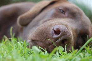 chocolate lab dog tired after doing canine nose work